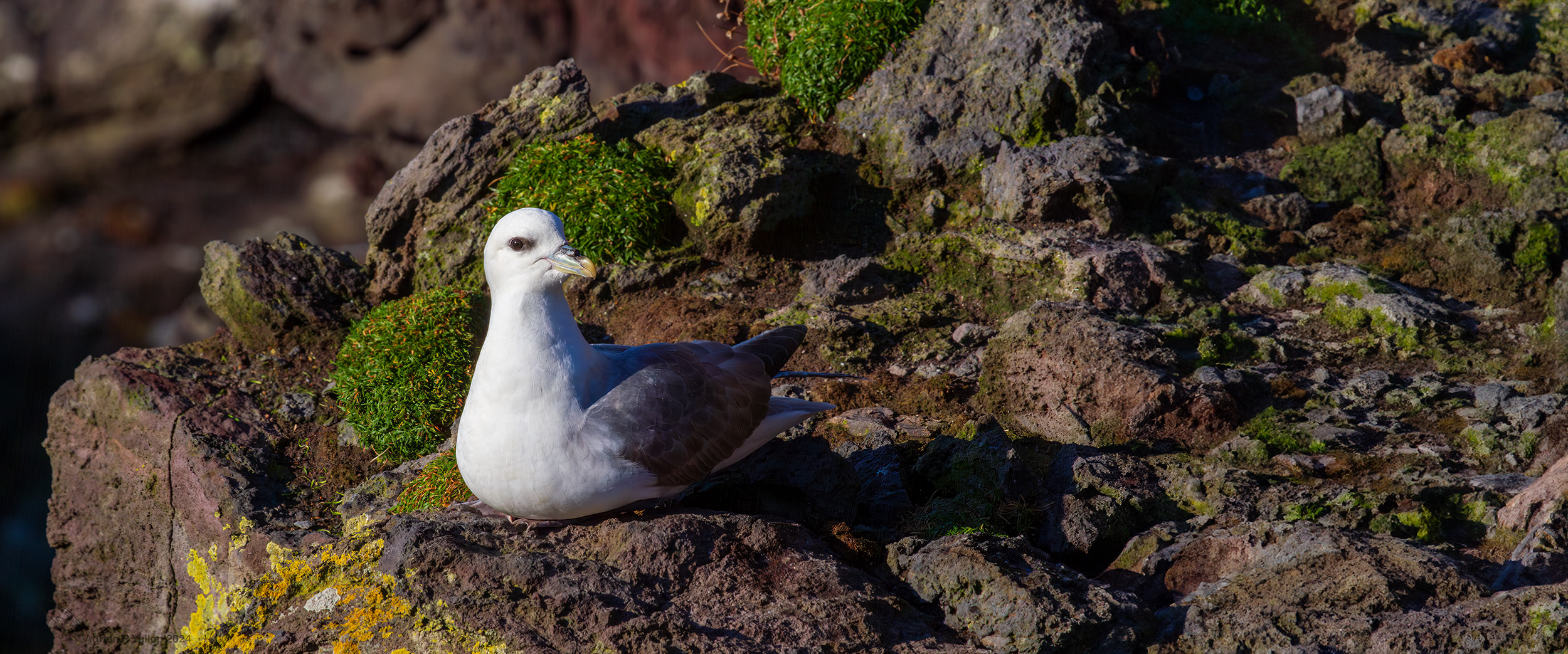  Fulmarus glacialis